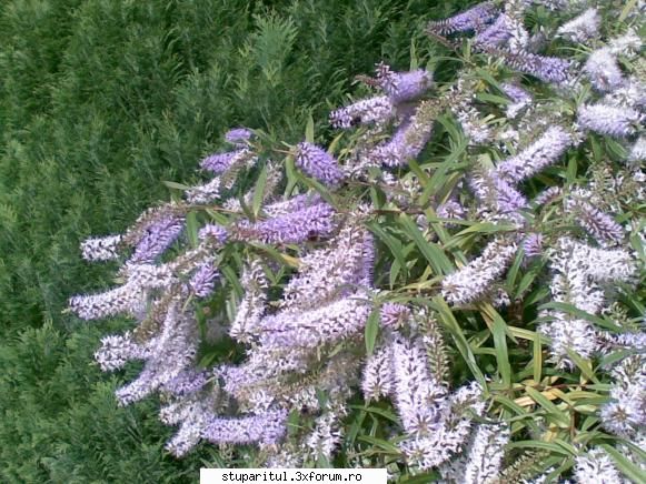 buruiana...cine o cunoaste?????? - Va salut D-lor,cunoaste cineva - BAZA MELIFERA - PLANTE , ARBUSTI , ARBORI
