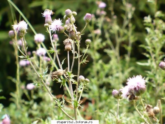 buruiana...cine o cunoaste?????? - Seamana cu palamida,nu disting - BAZA MELIFERA - PLANTE , ARBUSTI , ARBORI