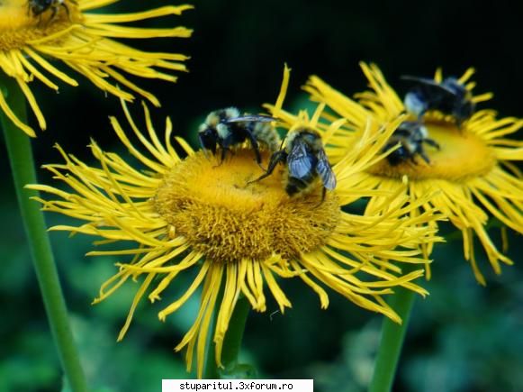 buruiana...cine o cunoaste?????? - Iata si iarba mare (lacrimile - BAZA MELIFERA - PLANTE , ARBUSTI , ARBORI