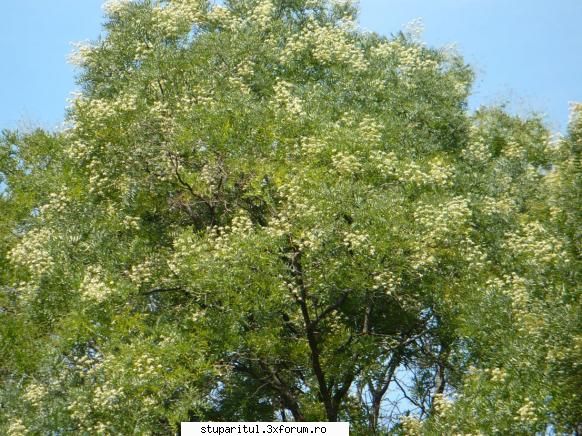 buruiana...cine o cunoaste?????? - Cine cunoaste ce arbore este - BAZA MELIFERA - PLANTE , ARBUSTI , ARBORI