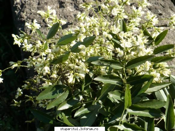 buruiana...cine o cunoaste?????? - Si flori in detaliu,poza este - BAZA MELIFERA - PLANTE , ARBUSTI , ARBORI
