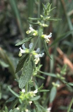 busuiocul de miriste - Deci pana la urma asta-i busuiocul de - BAZA MELIFERA - PLANTE , ARBUSTI , ARBORI