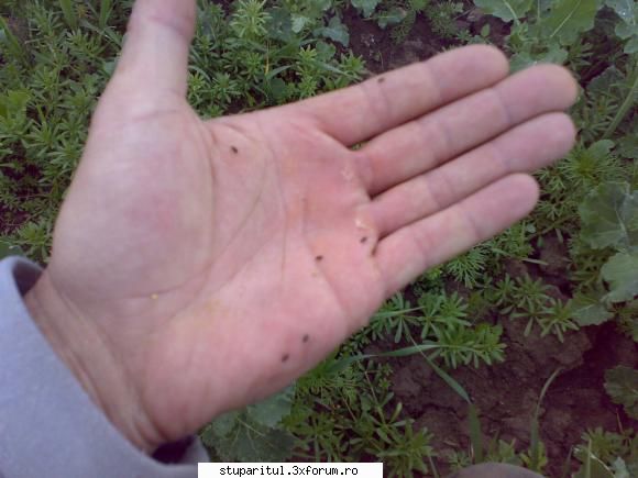 camp de tavaleala psihica cu janese - Am vazut ... uite ce insecte are da' tot - BATTLEFIELD - CAMP DE LUPTA