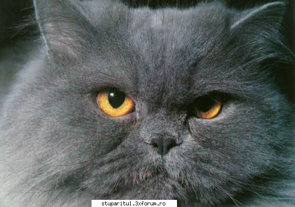 camp de tavaleala psihica cu janese - gica - BATTLEFIELD - CAMP DE LUPTA