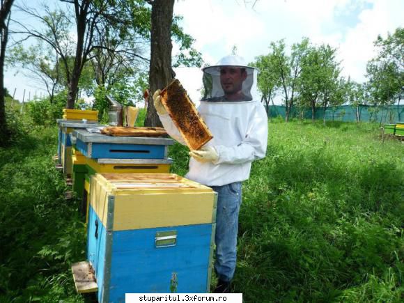 capsatoarele BEA - Salut! Eu folosesc pentru capsat rame, un - ECHIPAMENTE SI UTILAJE APICOLE