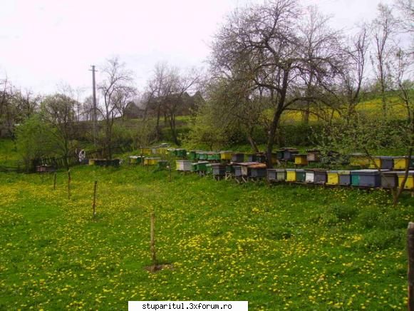 captura record 2007 - stupina pe vechia vatra la papadie - POZE