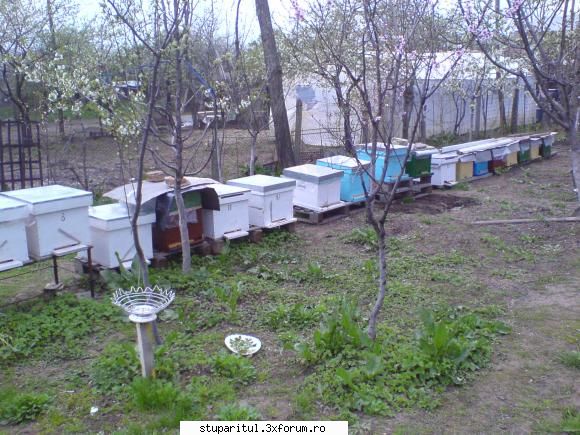 cat ocupa ghemul de iernare pe ramele din cuib? - uite o poza sa nu zici ca mint! - INTRETINEREA ALBINELOR