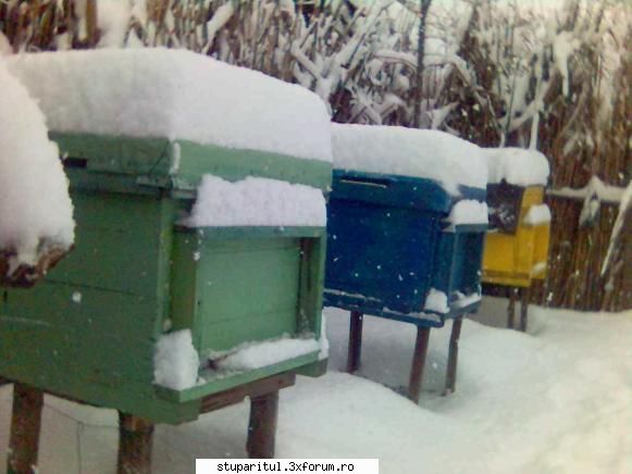 cateva poze cu mica mea stupina - NICU_craiova - POZE