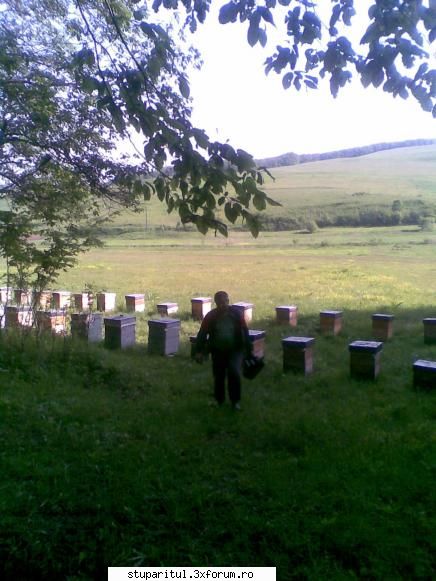 cazul B. (tine tot de paletizare) - Scuzati ca nu m-am prezentat. Sunt un apicultor - NOUTATI IN APICULTURA