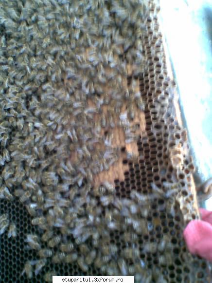 ce-am lucrat vara aceasta - sas angelica - PAGINI PERSONALE ! CINE SUNT EU ?