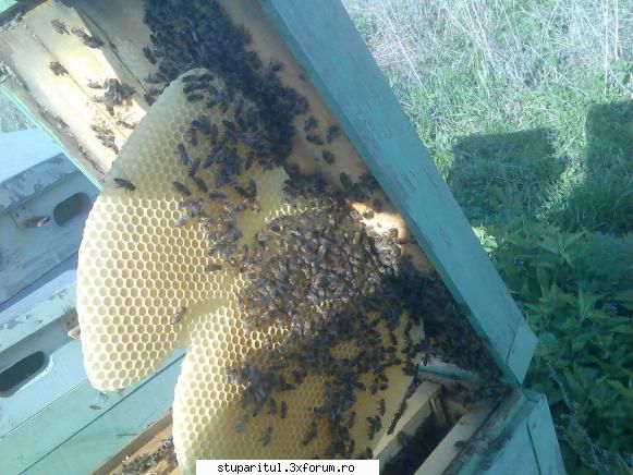ce caut eu printre apicultori - grea viata sa stai prin pastoral acum sa - PAGINI PERSONALE ! CINE SUNT EU ?