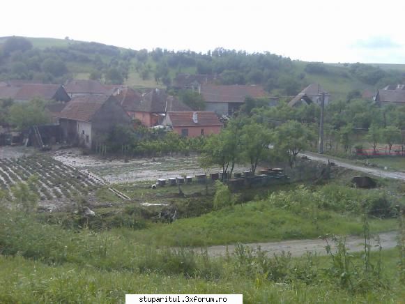 ce caut eu printre apicultori - mihaimsibiu - PAGINI PERSONALE ! CINE SUNT EU ?