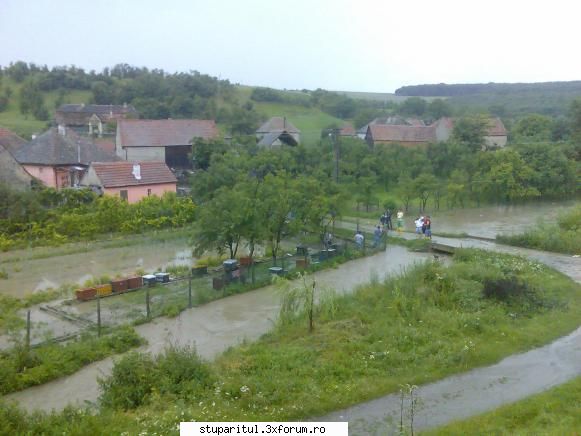 ce caut eu printre apicultori - mihaimsibiu - PAGINI PERSONALE ! CINE SUNT EU ?