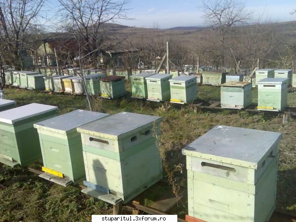 ce caut eu printre apicultori - cred ca am pierdut poza - PAGINI PERSONALE ! CINE SUNT EU ?