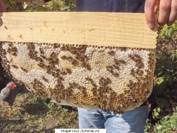 ce parere aveti de treaba asta? - ieri,pe 29 sept.am "vizitat" in treacat un roi - POZE