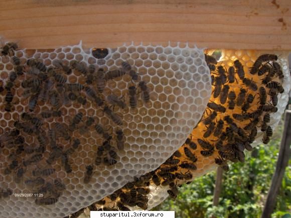 ce parere aveti de treaba asta? - daca va uitati bine,se observa nectar proaspat in - POZE