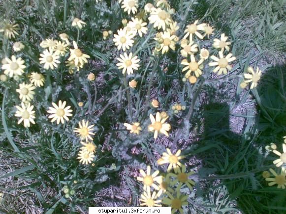 ce planta e asta ? - pngflorin - BAZA MELIFERA - PLANTE , ARBUSTI , ARBORI