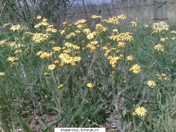 ce planta e asta ? - pngflorin - BAZA MELIFERA - PLANTE , ARBUSTI , ARBORI