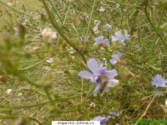 cicoarea - mihaipop_55 - BAZA MELIFERA - PLANTE , ARBUSTI , ARBORI