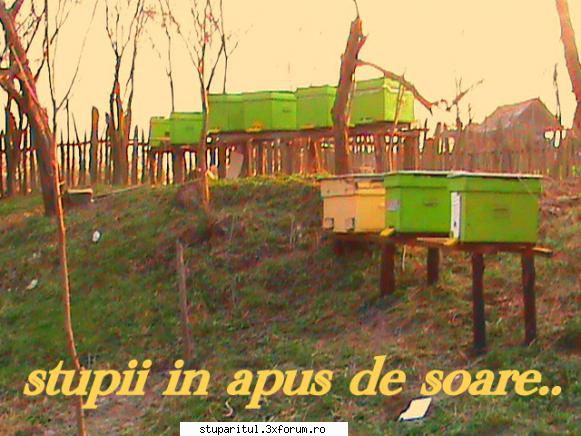 cine sunt eu-Cornel V. - seaca/logresti - PAGINI PERSONALE ! CINE SUNT EU ?