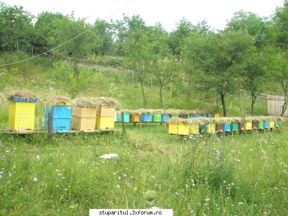 cine sunt eu..eugenia. barcan - foto2-stupina eugenia barcan - PAGINI PERSONALE ! CINE SUNT EU ?