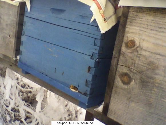 ciocanitori - niste fiinte Woody Woodpecker s au dedulcit la - BOLI SI DAUNATORI - TRATAMENTE