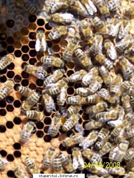 ciocansebi - si-acum rasa curata de carnica... Pasteraza rasa - PAGINI PERSONALE ! CINE SUNT EU ?