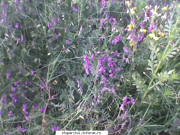 ciocarlan???? - un OM - BAZA MELIFERA - PLANTE , ARBUSTI , ARBORI
