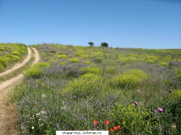 ciocarlan???? - Mazariche,rapita salbatica ,culini... o - BAZA MELIFERA - PLANTE , ARBUSTI , ARBORI
