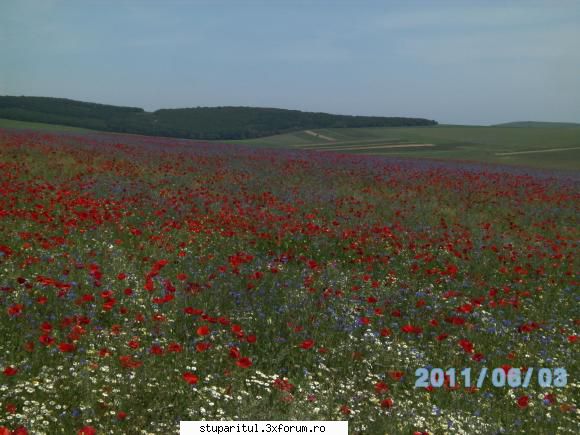 ciocarlan???? - Salut.Am si eu linga sat ditamai lanul de rapita - BAZA MELIFERA - PLANTE , ARBUSTI , ARBORI