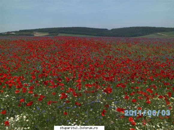 ciocarlan???? - Prin sat am glumit ca e lanul lui gigi becali ca - BAZA MELIFERA - PLANTE , ARBUSTI , ARBORI