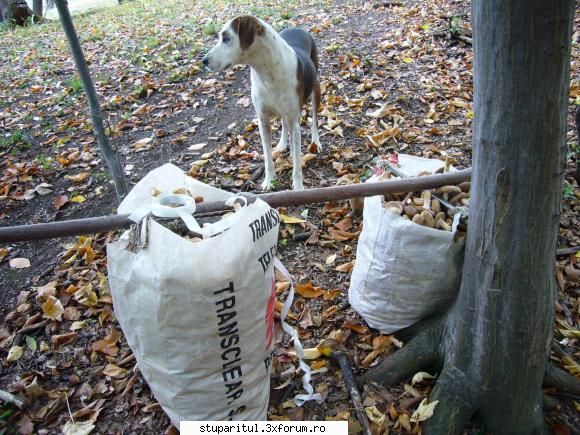 ciuperci - si recolta unei zile (ajutat de tovarasa mea - CAFENEA - DISCUTII DESPRE ORICE