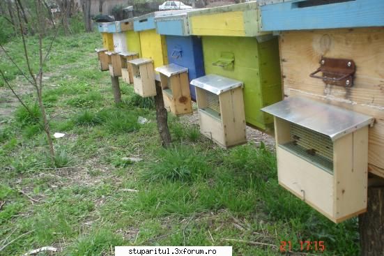 colector polen "tip Oros" ? - acum in actiune : ( ) - PLANURI....PLANURI....PLANURI.....