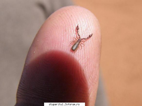 concurs - Ce avem noi aici?? Este un Pseudoscorpion (se - PAGINA APICULTORULUI INCEPATOR