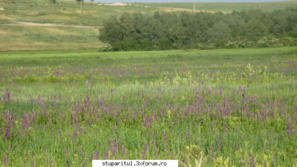 coriandru 2010 - Un masiv minunat de albastrica - BAZA MELIFERA - PLANTE , ARBUSTI , ARBORI