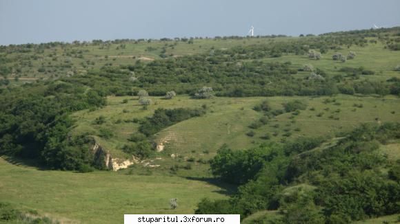 coriandru 2010 - Au aparut si INVADARESII pe deal spre Ivrinezi - BAZA MELIFERA - PLANTE , ARBUSTI , ARBORI