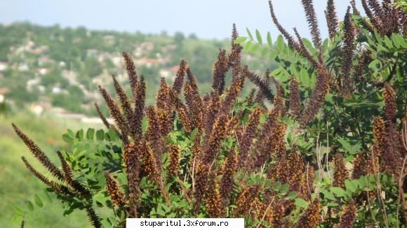 coriandru 2010 - 1.Se fasoneaza radacinile,adica se elimina cele - BAZA MELIFERA - PLANTE , ARBUSTI , ARBORI