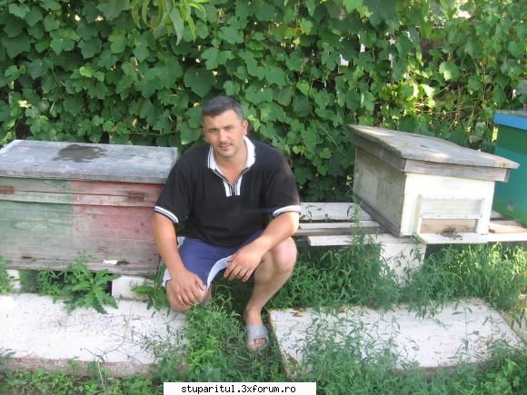 creare roi nou - langa cei doi roi "creatie personala" - PAGINA APICULTORULUI INCEPATOR