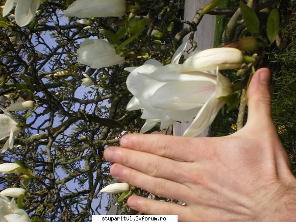 creste in romania? - marios - BAZA MELIFERA - PLANTE , ARBUSTI , ARBORI