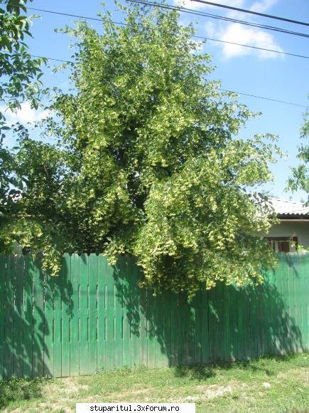 culesul la TEI - in satul unde am vatra... la cca 10 km de braila - PAGINA APICULTORULUI INCEPATOR