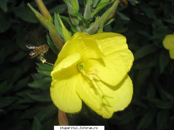 culesul la TEI - am in curte o floare, "noptita", ce infloreste la - PAGINA APICULTORULUI INCEPATOR