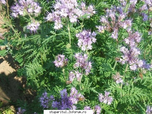 cultura faceliei - Am cultivat �n grădină 4 ari cu - BAZA MELIFERA - PLANTE , ARBUSTI , ARBORI