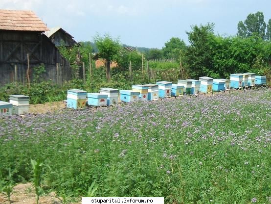 cultura faceliei - mirea_fane - BAZA MELIFERA - PLANTE , ARBUSTI , ARBORI