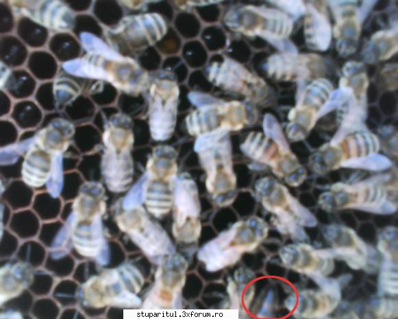 cum fac unificarea? - vreau sa multumesc pentru ideile bune din acest - DISCUTII APICOLE DIVERSE