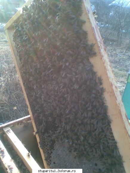cum ierneaza baiatu... - incercam o smecherie? oare de ce stau asa - INTRETINEREA ALBINELOR