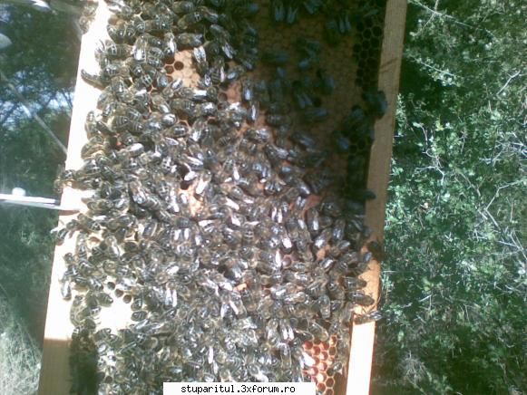 cum ierneaza baiatu... - 18 ianuarie 2009 vizita la albine asa arata o - INTRETINEREA ALBINELOR