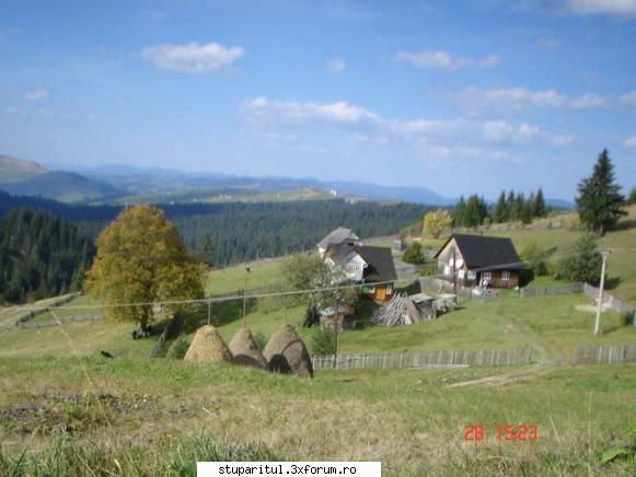 cum merge muntele?? - Aici sunt la 1200 m alt. TOATE CELE BUNE - INTRETINEREA ALBINELOR