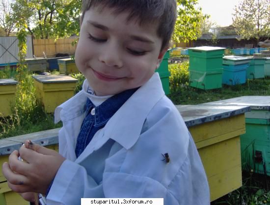 cum stati cu productia la rapita ? - Astazi la pomi si papadie 0,8kg, ieri - REZERVAT MEMBRILOR "STUPARITUL"