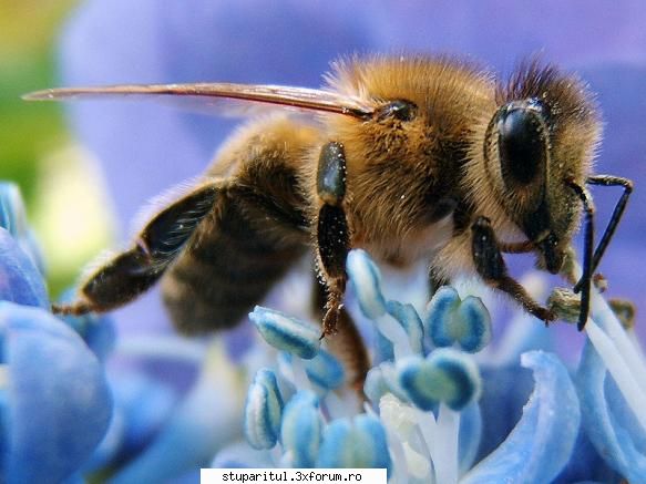 curiozitate - Este o fotografie de pus in rama - POZE