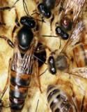 curiozitate - Mai Florine, am fost tras de atentie din cauza - POZE